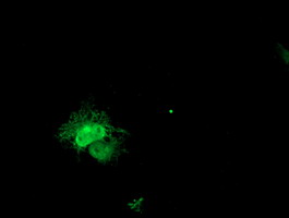 ECI2 / PECI Antibody - Anti-PECI mouse monoclonal antibody immunofluorescent staining of COS7 cells transiently transfected by pCMV6-ENTRY PECI.