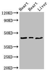 ECI2 / PECI Antibody - Positive Western Blot detected in Rat heart tissue, Mouse heart tissue, Mouse liver tissue. All lanes: ECI2 antibody at 2.7 µg/ml Secondary Goat polyclonal to rabbit IgG at 1/50000 dilution. Predicted band size: 44, 40 KDa. Observed band size: 44 KDa