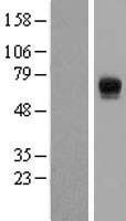 ECM1 Protein - Western validation with an anti-DDK antibody * L: Control HEK293 lysate R: Over-expression lysate
