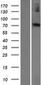 ECM2 Protein - Western validation with an anti-DDK antibody * L: Control HEK293 lysate R: Over-expression lysate