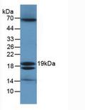 eco / Ecotin Antibody - Western Blot; Sample: E.coli Cells.