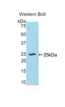 ECT2 Antibody - Western blot of recombinant ECT2.  This image was taken for the unconjugated form of this product. Other forms have not been tested.