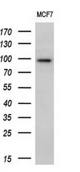 ECT2 Antibody - Western blot analysis of extracts. (10ug) from 1 cell line by using anti-ECT2 monoclonal antibody. (1:200)