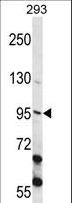 ECT2 Antibody - ECT2 Antibody western blot of 293 cell line lysates (35 ug/lane). The ECT2 antibody detected the ECT2 protein (arrow).