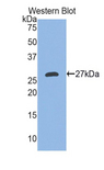 EDA / Ectodysplasin A Antibody - Western blot of recombinant EDA / ED1.  This image was taken for the unconjugated form of this product. Other forms have not been tested.