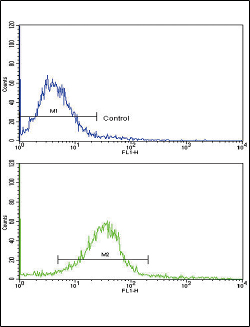 EDA / Ectodysplasin A Antibody - Flow cytometric of HeLa cells using EDA Antibody (bottom histogram) compared to a negative control cell (top histogram). FITC-conjugated goat-anti-rabbit secondary antibodies were used for the analysis.