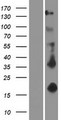EDA / Ectodysplasin A Protein - Western validation with an anti-DDK antibody * L: Control HEK293 lysate R: Over-expression lysate