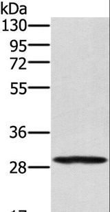 EDA2R / XEDAR Antibody - Western blot analysis of 293T cell, using EDA2R Polyclonal Antibody at dilution of 1:250.
