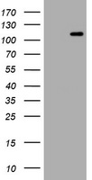 EDAG / HEMGN Antibody - HEK293T cells were transfected with the pCMV6-ENTRY control (Left lane) or pCMV6-ENTRY HEMGN (Right lane) cDNA for 48 hrs and lysed. Equivalent amounts of cell lysates (5 ug per lane) were separated by SDS-PAGE and immunoblotted with anti-HEMGN.