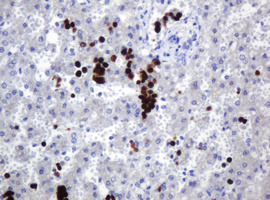 EDAG / HEMGN Antibody - IHC of paraffin-embedded Human liver tissue using anti-HEMGN mouse monoclonal antibody. (Heat-induced epitope retrieval by 1 mM EDTA in 10mM Tris, pH8.5, 120°C for 3min).