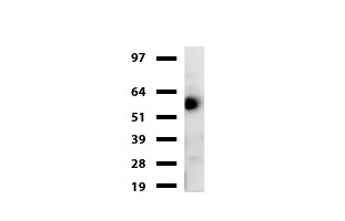 EDAG / HEMGN Antibody - Western blot of cell lysates. (35ug) from HL-60. Diluation: 1:500