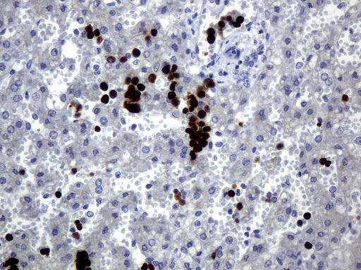 EDAG / HEMGN Antibody - Immunohistochemical staining of paraffin-embedded Human embryonic liver tissue using anti-HEMGN Mouse monoclonal antibody.  heat-induced epitope retrieval by 1 mM EDTA in 10mM Tris, pH8.0, 120C for 3min)