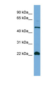 EDAG / HEMGN Antibody - HEMGN antibody Western blot of HT1080 cell lysate. This image was taken for the unconjugated form of this product. Other forms have not been tested.