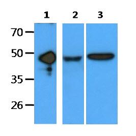 EDAR Antibody - The recombinant protein(50ng) and cell lysates(40ug) were resolved by SDS-PAGE, transferred to PVDF membrane and probed with anti-human EDAR antibody (1:1000). Proteins were visualized using a goat anti-mouse secondary antibody conjugated to HRP and an ECL detection system. Lane 1 : Recombinant protein Lane 2 : A549 cell lysate Lane 3 : Ramos cell lysate