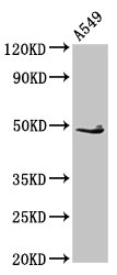 EDAR Antibody - Positive Western Blot detected in A549 whole cell lysate. All lanes: EDAR antibody at 2.7 µg/ml Secondary Goat polyclonal to rabbit IgG at 1/50000 dilution. Predicted band size: 49, 52 KDa. Observed band size: 49 KDa