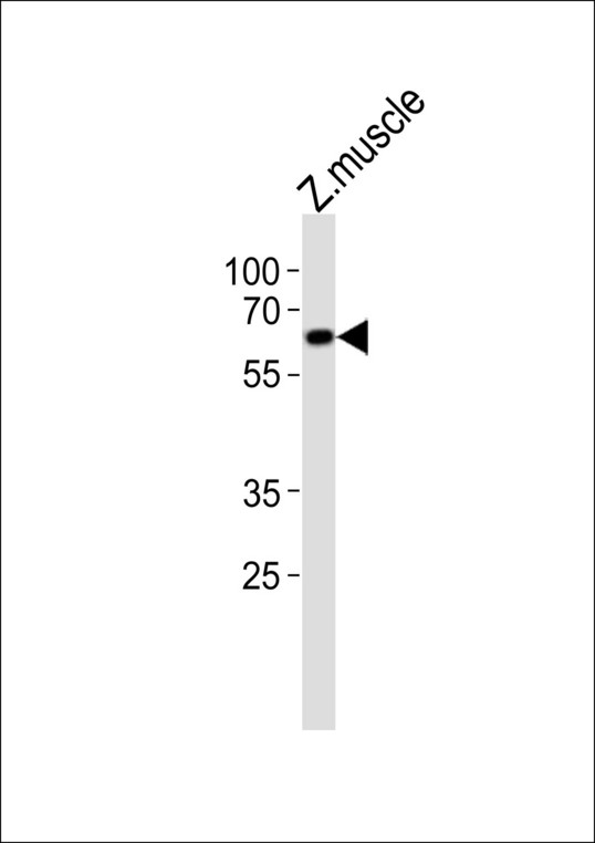 EDC3 Antibody - Western blot of lysate from zebra fish muscle tissue lysate with (DANRE) edc3 Antibody. Antibody was diluted at 1:1000. A goat anti-rabbit IgG H&L (HRP) at 1:10000 dilution was used as the secondary antibody. Lysate at 20 ug.