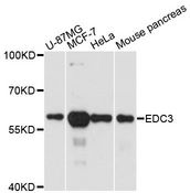 EDC3 Antibody - Western blot analysis of extracts of various cell lines, using EDC3 antibody at 1:3000 dilution. The secondary antibody used was an HRP Goat Anti-Rabbit IgG (H+L) at 1:10000 dilution. Lysates were loaded 25ug per lane and 3% nonfat dry milk in TBST was used for blocking. An ECL Kit was used for detection and the exposure time was 90s.