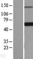 EDC3 Protein - Western validation with an anti-DDK antibody * L: Control HEK293 lysate R: Over-expression lysate