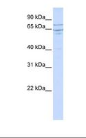 EDEM1 / EDEM Antibody - 721_B cell lysate. Antibody concentration: 1.0 ug/ml. Gel concentration: 12%.  This image was taken for the unconjugated form of this product. Other forms have not been tested.