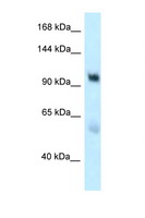 EDEM3 Antibody - EDEM3 antibody Western blot of Placenta lysate. Antibody concentration 1 ug/ml.  This image was taken for the unconjugated form of this product. Other forms have not been tested.