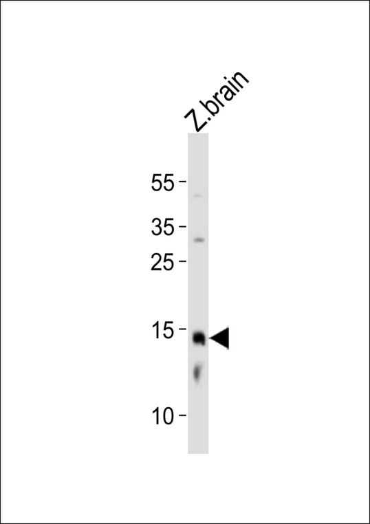 EDF1 / MBF1 Antibody - Western blot of lysate from zebra fish brain tissue with (DANRE)edf1 Antibody. Antibody was diluted at 1:1000. A goat anti-rabbit IgG H&L (HRP) at 1:10000 dilution was used as the secondary antibody. Lysate at 20 ug.