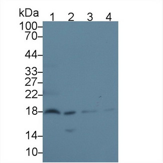 EDF1 / MBF1 Antibody - Western Blot; Sample: Recombinant protein.