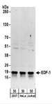EDF1 / MBF1 Antibody - Detection of Human EDF-1 by Western Blot. Samples: Whole cell lysate (50 ug) from 293T, HeLa, and Jurkat cells. Antibodies: Affinity purified rabbit anti-EDF-1 antibody used for WB at 0.1 ug/ml. Detection: Chemiluminescence with an exposure time of 3 minutes.