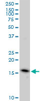 EDF1 / MBF1 Antibody - EDF1 monoclonal antibody (M03), clone 3E6. Western Blot analysis of EDF1 expression in Hela NE.