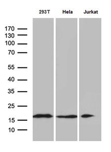EDF1 / MBF1 Antibody - Western blot analysis of extracts. (35ug) from 3 different cell lines by using anti-EDF1 monoclonal antibody. (1:500)