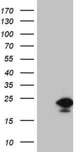 EDF1 / MBF1 Antibody - HEK293T cells were transfected with the pCMV6-ENTRY control. (Left lane) or pCMV6-ENTRY EDF1. (Right lane) cDNA for 48 hrs and lysed. Equivalent amounts of cell lysates. (5 ug per lane) were separated by SDS-PAGE and immunoblotted with anti-EDF1. (1:2000)