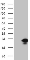 EDF1 / MBF1 Antibody - HEK293T cells were transfected with the pCMV6-ENTRY control. (Left lane) or pCMV6-ENTRY EDF1. (Right lane) cDNA for 48 hrs and lysed. Equivalent amounts of cell lysates. (5 ug per lane) were separated by SDS-PAGE and immunoblotted with anti-EDF1. (1:2000)