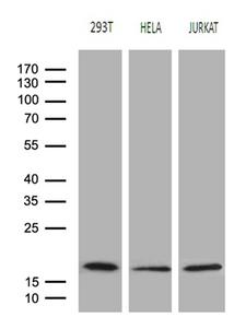 EDF1 / MBF1 Antibody - Western blot analysis of extracts. (35ug) from 3 different cell lines by using anti-EDF1 monoclonal antibody. (1:500)