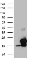 EDF1 / MBF1 Antibody - HEK293T cells were transfected with the pCMV6-ENTRY control. (Left lane) or pCMV6-ENTRY EDF1. (Right lane) cDNA for 48 hrs and lysed. Equivalent amounts of cell lysates. (5 ug per lane) were separated by SDS-PAGE and immunoblotted with anti-EDF1. (1:2000)