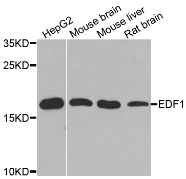 EDF1 / MBF1 Antibody - Western blot analysis of extracts of various cells.