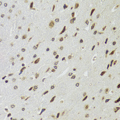 EDF1 / MBF1 Antibody - Immunohistochemistry of paraffin-embedded rat brain tissue.