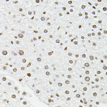 EDF1 / MBF1 Antibody - Immunohistochemistry of paraffin-embedded mouse liver tissue.
