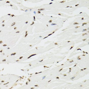 EDF1 / MBF1 Antibody - Immunohistochemistry of paraffin-embedded mouse heart tissue.