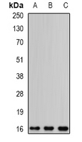 EDF1 / MBF1 Antibody - Western blot analysis of EDF1 expression in HepG2 (A); mouse brain (B); rat brain (C) whole cell lysates.