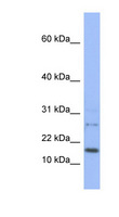 EDF1 / MBF1 Antibody - EDF1 antibody Western blot of THP-1 cell lysate. This image was taken for the unconjugated form of this product. Other forms have not been tested.