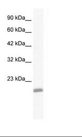 EDF1 / MBF1 Antibody - Jurkat Cell Lysate.  This image was taken for the unconjugated form of this product. Other forms have not been tested.