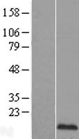 EDF1 / MBF1 Protein - Western validation with an anti-DDK antibody * L: Control HEK293 lysate R: Over-expression lysate