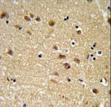 EDIL3 / DEL1 Antibody - EDIL3 Antibody IHC of formalin-fixed and paraffin-embedded brain tissue followed by peroxidase-conjugated secondary antibody and DAB staining.