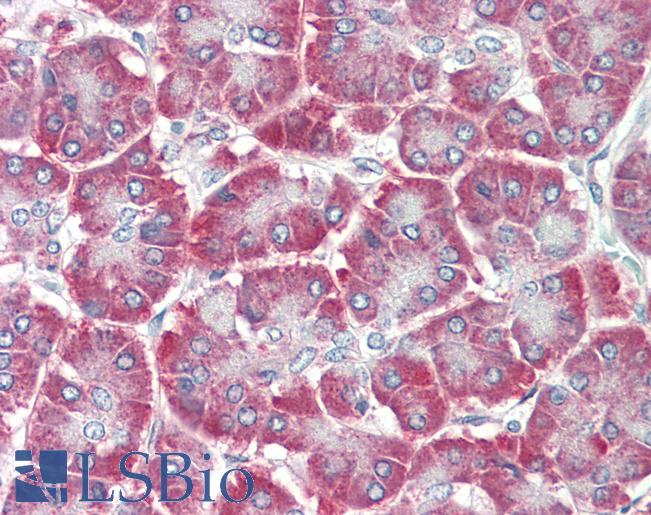 EDIL3 / DEL1 Antibody - Anti-EDIL3 / DEL1 antibody IHC staining of human pancreas. Immunohistochemistry of formalin-fixed, paraffin-embedded tissue after heat-induced antigen retrieval. Antibody concentration 10 ug/ml.  This image was taken for the unconjugated form of this product. Other forms have not been tested.