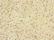 EDIL3 / DEL1 Antibody - Immunohistochemistry of paraffin-embedded human adrenal gland tissue at dilution 1:100