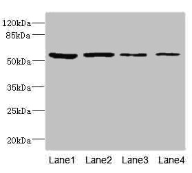 EDIL3 / DEL1 Antibody - Western blot All Lanes: DNAJB2 antibody at 3.09ug/ml Lane 1: 293T whole cell lysate Lane 2: Hela whole cell lysate Lane 3: HepG-2 whole cell lysate Lane 4: K562 whole cell lysate Secondary Goat polyclonal to rabbit IgG at 1/10000 dilution Predicted band size: 54,53 kDa Observed band size: 54 kDa