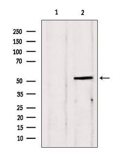 EDIL3 / DEL1 Antibody - Western blot analysis of extracts of B16F10 cells using EDIL3 antibody. Lane 1 was treated with the blocking peptide.