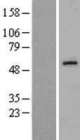 EDIL3 / DEL1 Protein - Western validation with an anti-DDK antibody * L: Control HEK293 lysate R: Over-expression lysate