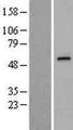 EDIL3 / DEL1 Protein - Western validation with an anti-DDK antibody * L: Control HEK293 lysate R: Over-expression lysate