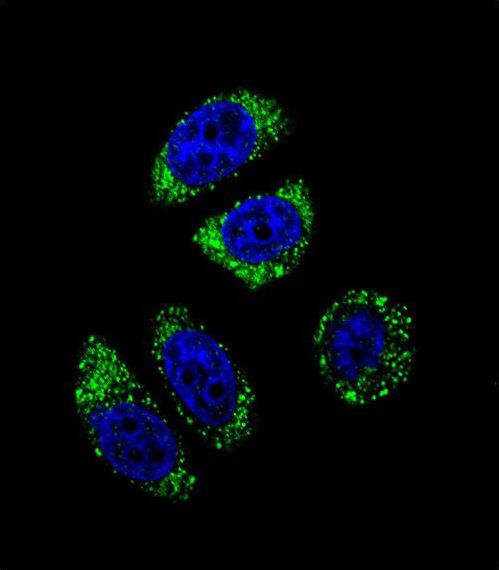 EDN1 / Endothelin 1 Antibody - Confocal immunofluorescence of EDN1 Antibody with A549 cell followed by Alexa Fluor 488-conjugated goat anti-rabbit lgG (green). DAPI was used to stain the cell nuclear (blue).