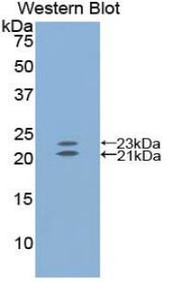 EDN1 / Endothelin 1 Antibody - Western blot of recombinant EDN1 / Endothelin 1.  This image was taken for the unconjugated form of this product. Other forms have not been tested.